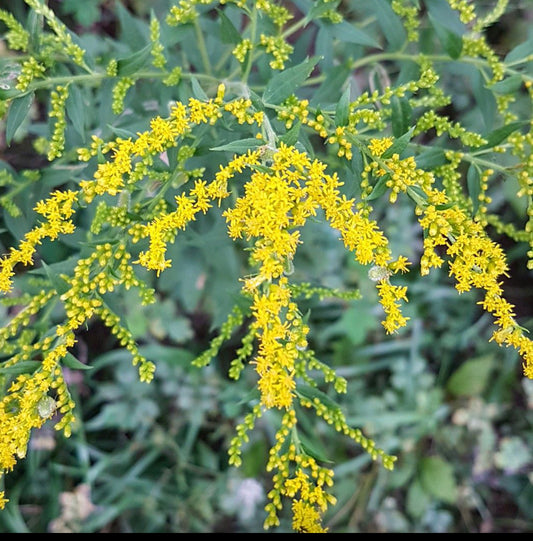 Wildflowers of Arkansas