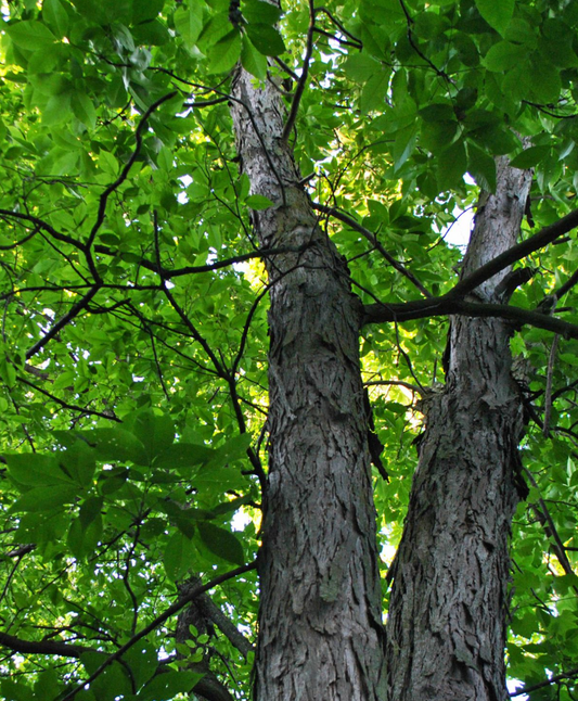 Trees of Arkansas