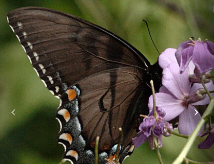 Butterflies of Northwest Arkansas