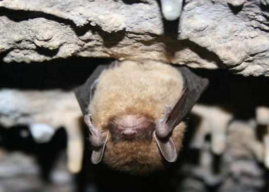 Nocturnal Natives: A Guide to Bats in the Natural State