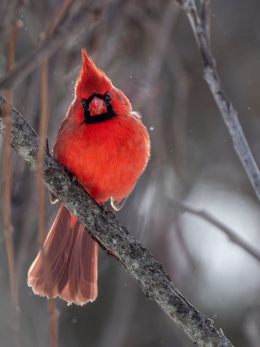 The Cardinal is the Arkansas State Bird