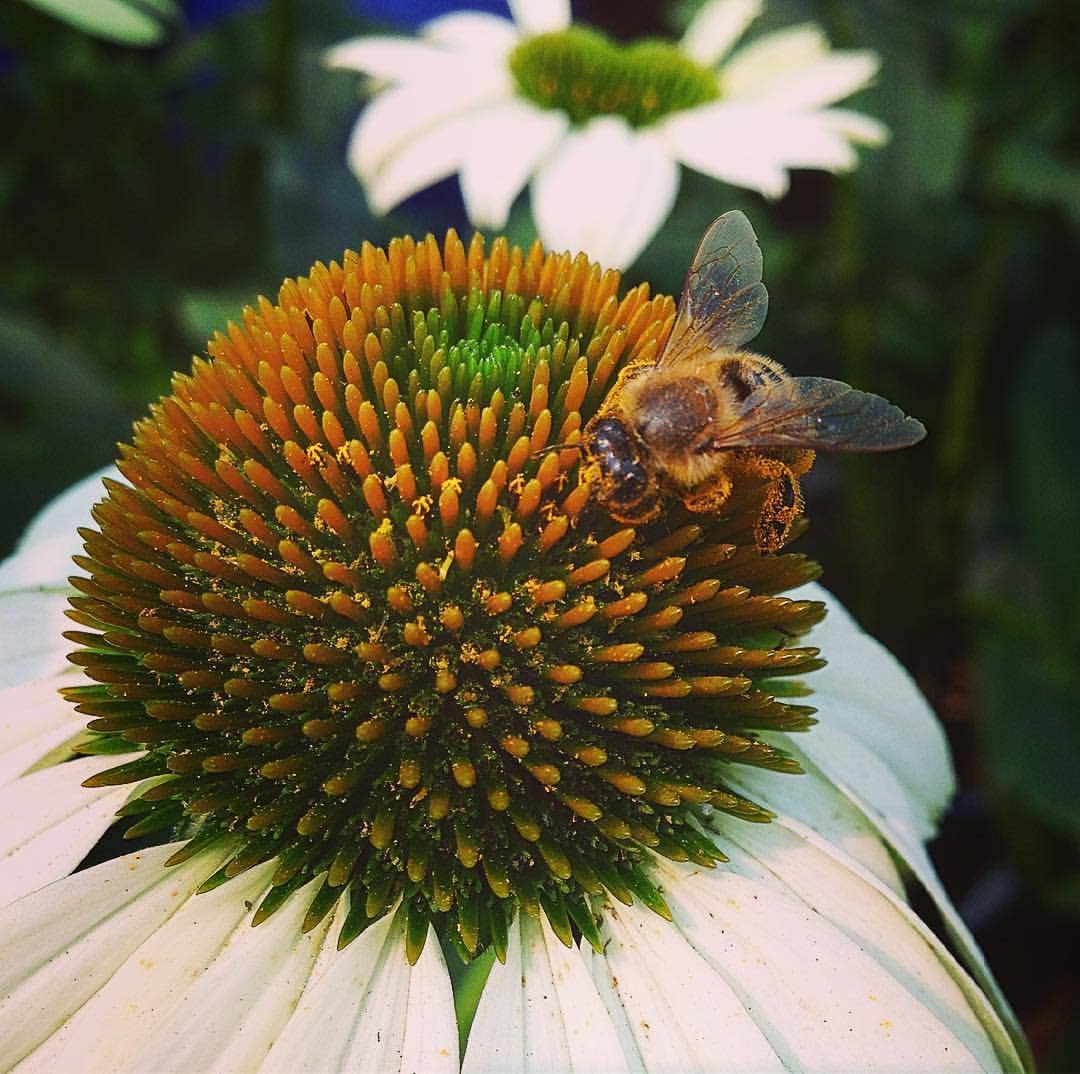 Honeybee and Pollinator Garden Sprinkles