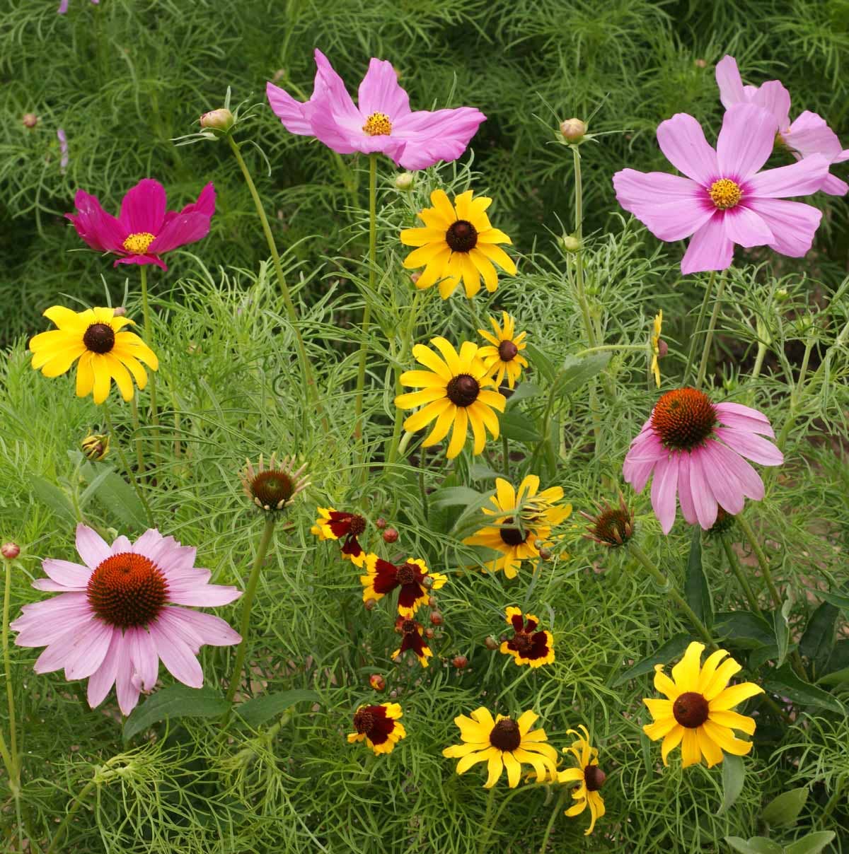 Butterfly Mix Garden Sprinkles - Small gifts of nature