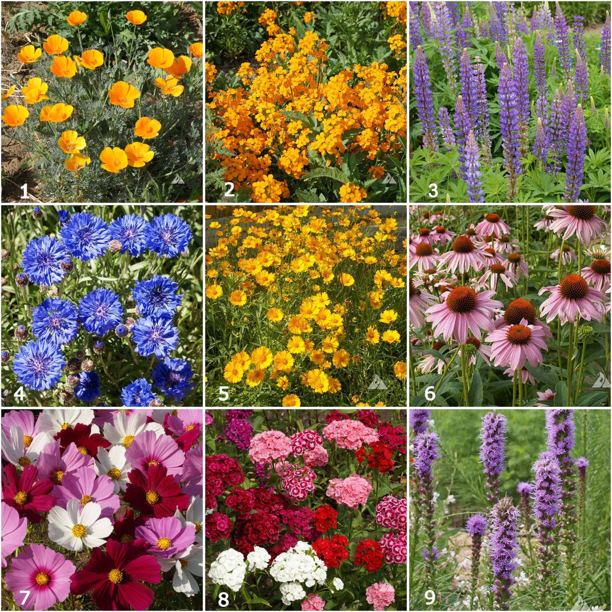 Butterfly Mix Garden Sprinkles - Small gifts of nature