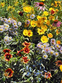 Honeybee and Pollinator Garden Sprinkles