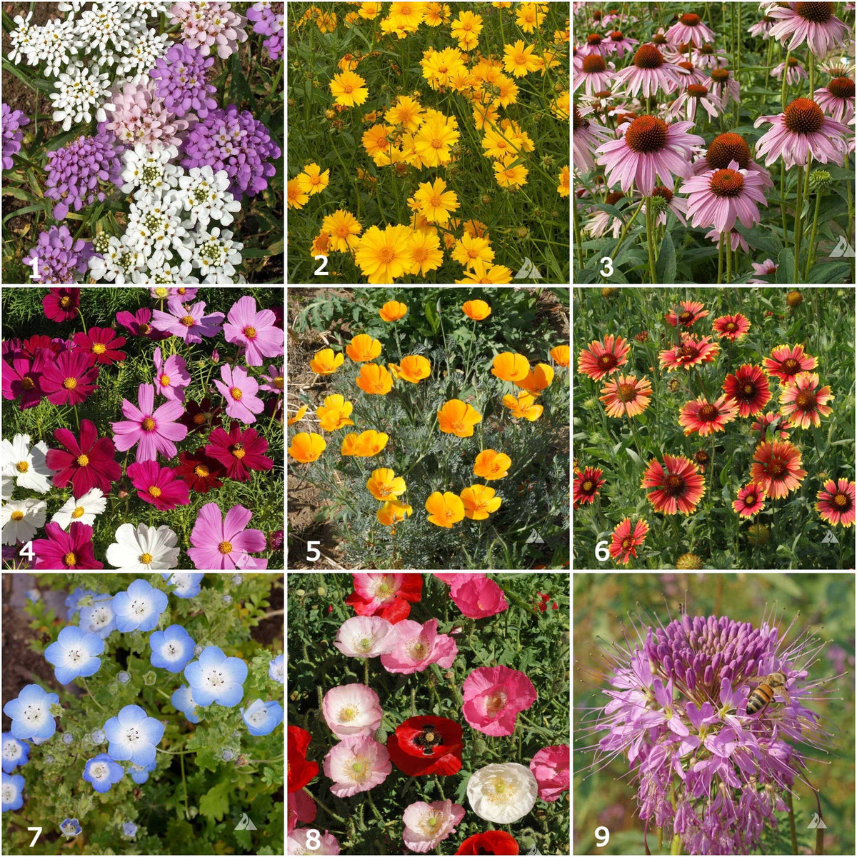 Honeybee and Pollinator Garden Sprinkles