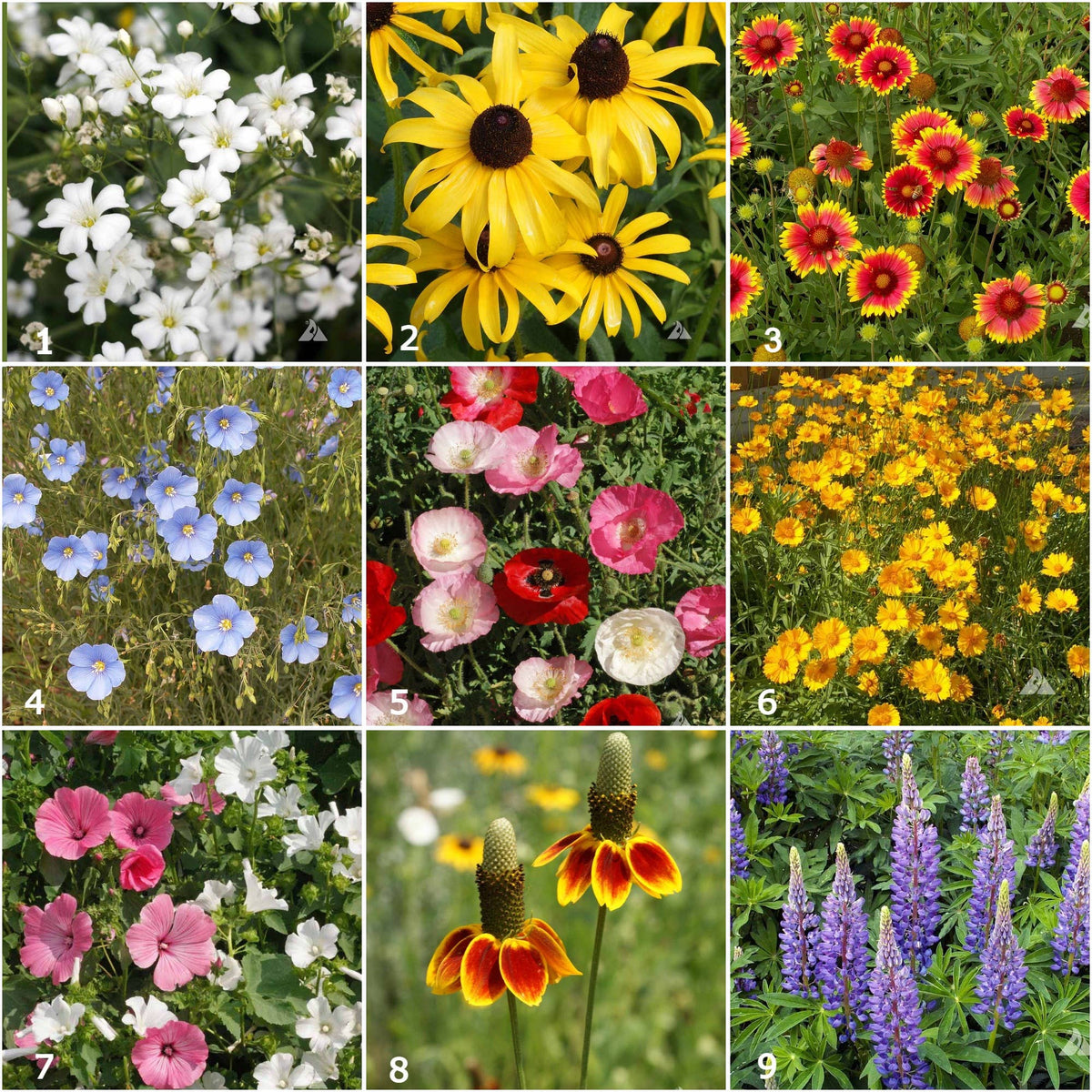 Wildflower Garden Sprinkles