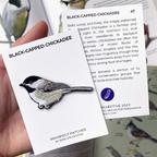 Arkansas Native Bird Patch