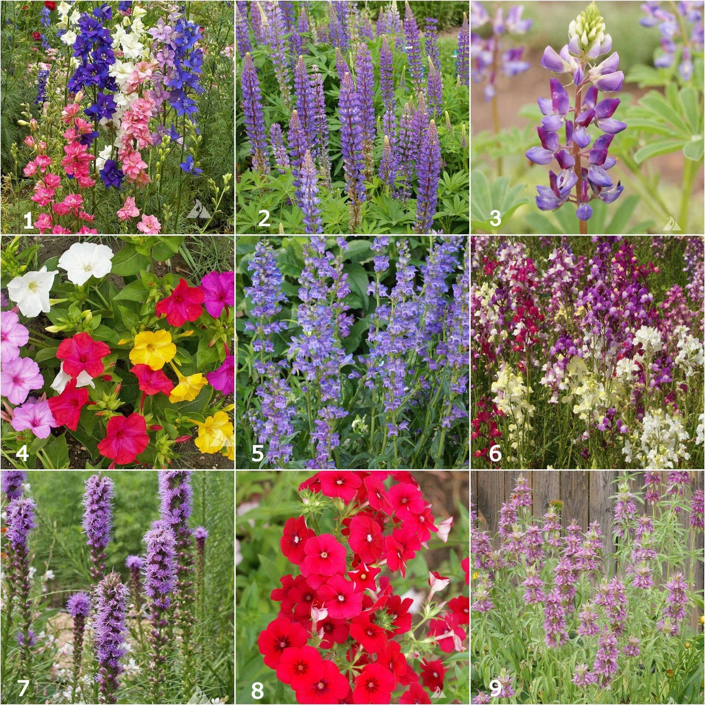 Hummingbird Garden Sprinkles