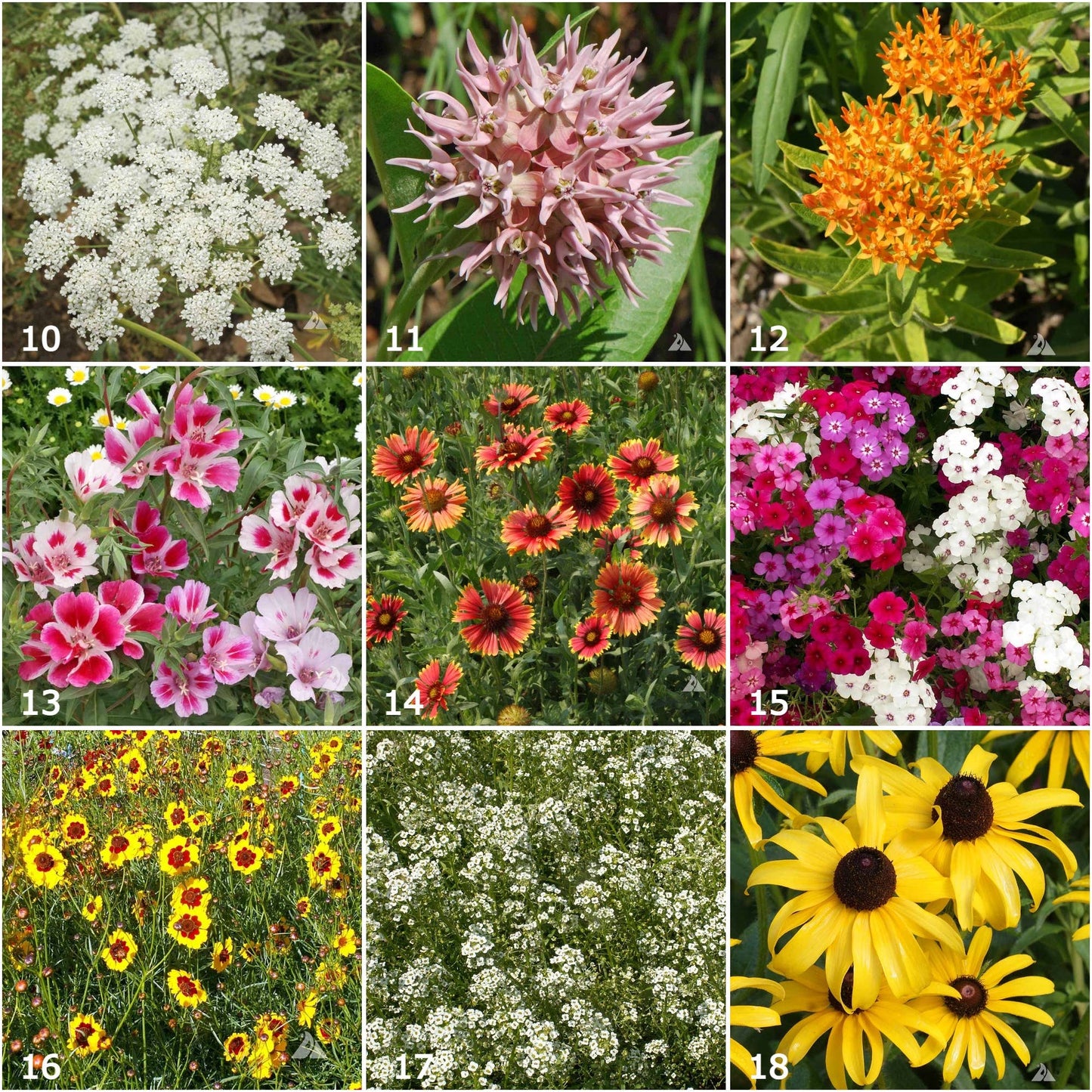 Butterfly Mix Garden Sprinkles - Small gifts of nature